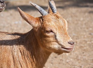 Image showing Goat