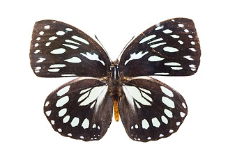 Image showing Butterfly Euxanthe eurinome