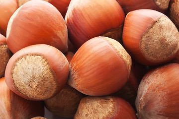 Image showing Hazelnuts or filbert