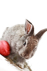 Image showing Gray rabbit