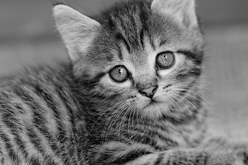 Image showing Tabby kitten