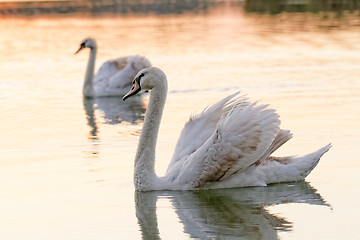 Image showing Lonely swan