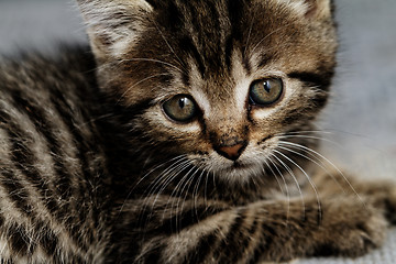 Image showing Tabby kitten