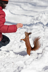 Image showing Feeding squirrel