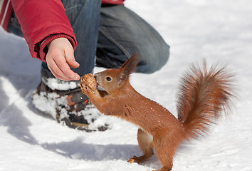 Image showing Feeding squirrel