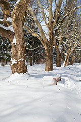 Image showing City park in winter