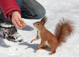 Image showing Feeding squirrel