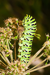 Image showing Caterpillar