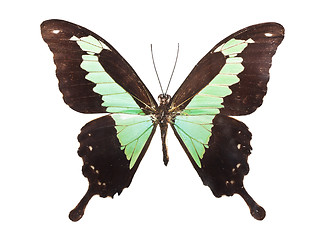 Image showing Butterfly Papilio Palinurus