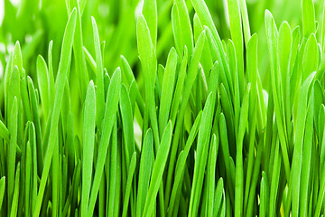 Image showing Green grass