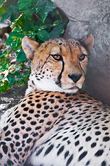 Image showing Cheetah