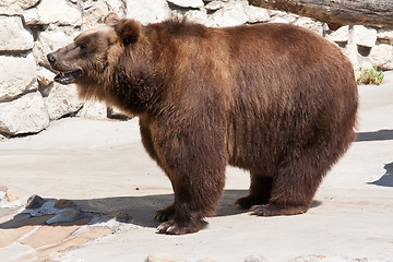 Image showing Bear