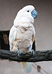 Image showing Cockatoo parrot