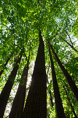 Image showing Green forest