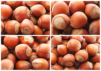 Image showing Hazelnuts or filbert nuts