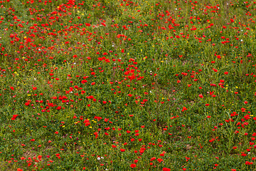 Image showing beautiful poppy field in red and green landscape 