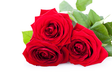 Image showing beautiful red rose on white bachground isolated