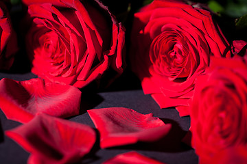 Image showing beautiful red rose flower on black background