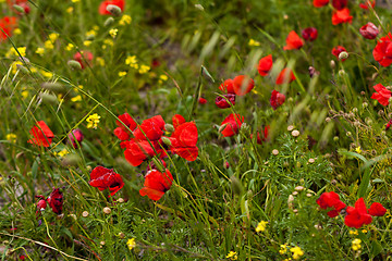 Image showing beautiful poppy field in red and green landscape 