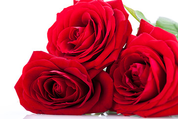 Image showing beautiful red rose on white bachground isolated