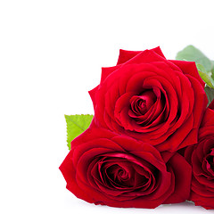 Image showing beautiful red rose on white bachground isolated