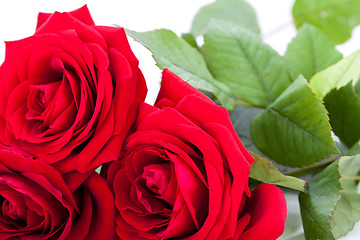 Image showing beautiful red rose on white bachground isolated