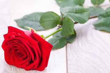 Image showing beautiful red rose on white bachground