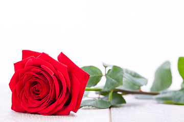 Image showing beautiful red rose on white bachground