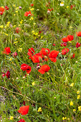 Image showing beautiful poppy field in red and green landscape 