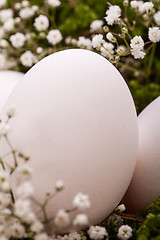 Image showing Plain undecorated Easter eggs in a nest