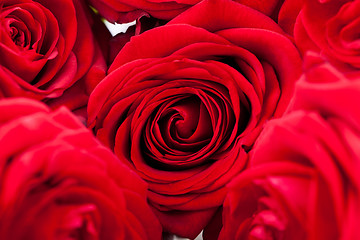 Image showing beautiful red rose flower on black background