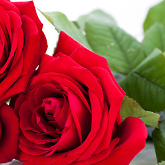 Image showing beautiful red rose on white bachground isolated