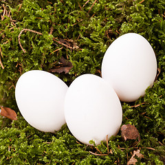 Image showing Plain undecorated Easter eggs in a nest