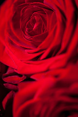 Image showing beautiful red rose flower on black background