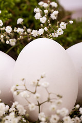 Image showing Plain undecorated Easter eggs in a nest