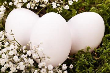 Image showing Plain undecorated Easter eggs in a nest