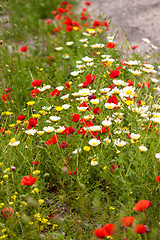 Image showing beautiful poppy field in red and green landscape 