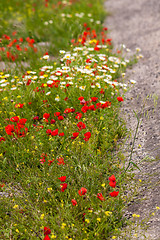 Image showing beautiful poppy field in red and green landscape 