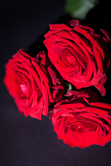 Image showing beautiful red rose flower on black background