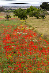 Image showing beautiful poppy field in red and green landscape 