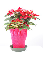 Image showing Poinsettia