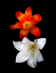 Image showing Two tulip buds on black background