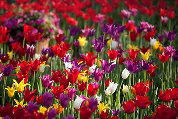 Image showing Multicolor tulips in sun spring day