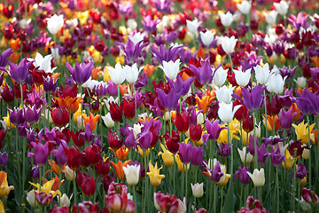 Image showing Multicolor tulips background