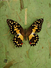 Image showing Butterfly On Green