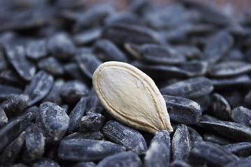 Image showing Sunflower seeds