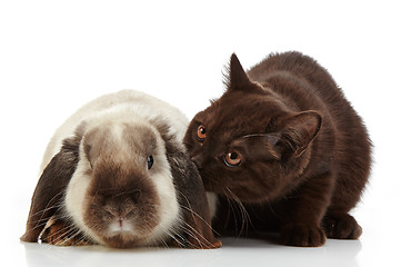 Image showing kitten and rabbit