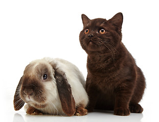 Image showing kitten and rabbit