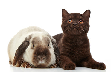 Image showing kitten and rabbit