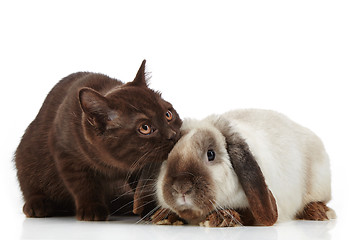 Image showing kitten and rabbit